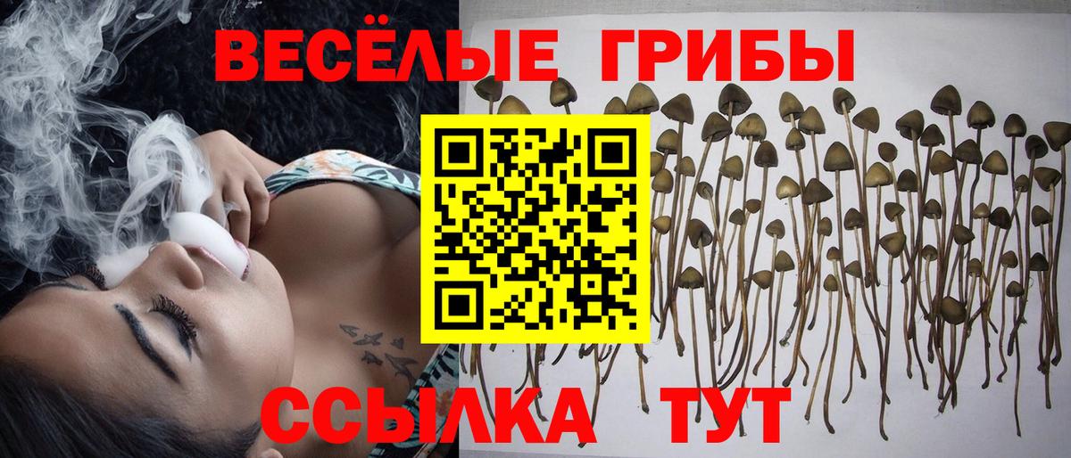Псилоцибиновые грибы GOLDEN TEACHER Дедовск